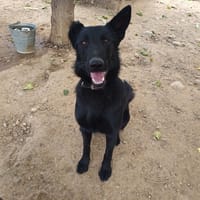Teyla, chienne à adopter