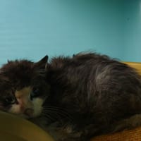 Grigio, chat à adopter