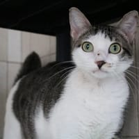 WAMI HAB17491, chatte à adopter