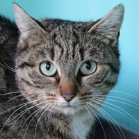 Orane, chatte à adopter