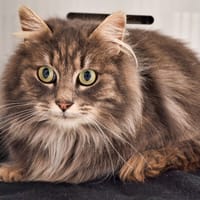 GRISETTE réservée, chatte à adopter