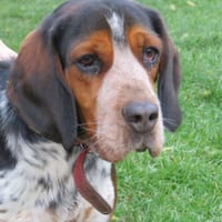 NEVILLE, chien à adopter