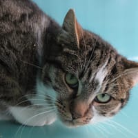 Moran, chatte à adopter