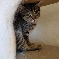 Bruchetta, chatte à adopter