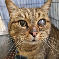Paillette, chatte à adopter