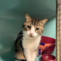 CATNAP, chat à adopter