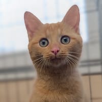 404, chatte à adopter