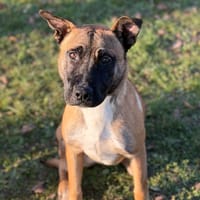 Rusty CAA14516, chien à adopter