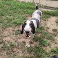 MAMA, chienne à adopter