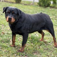 Narnia CAA14506, chienne à adopter