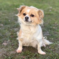 Ornella CAA14507, chienne à adopter