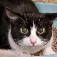 Barbapapa, chatte à adopter