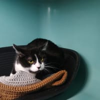 tictac, chatte à adopter