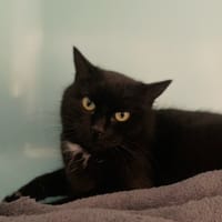 TESSA, chatte à adopter