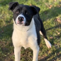 Ace CAA14524, chien à adopter