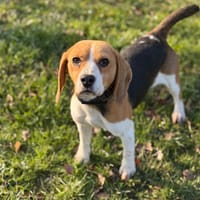 Suki CAA14509, chienne à adopter