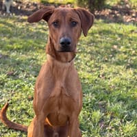 Kiwi CAA14511, chien à adopter