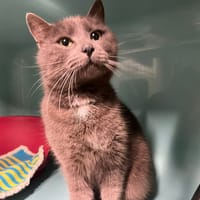 SILEX, chat à adopter