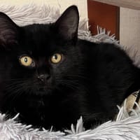 HYATE, chat à adopter