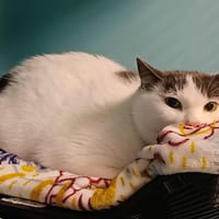 OZZY QCT, chat à adopter