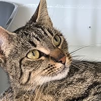 ALASKA, chatte à adopter