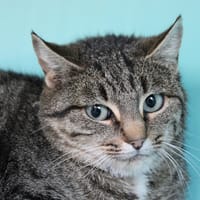 Fran, chatte à adopter