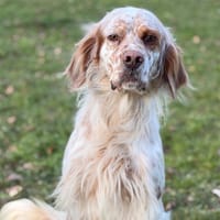 Ranger CAA14519, chien à adopter