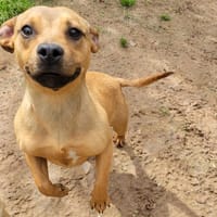 Tornade (réservée), chienne à adopter
