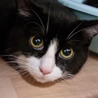 Patachou, chat à adopter