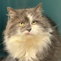 Jumbo CA4977, chat à adopter
