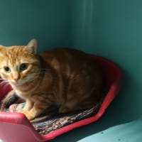 RHYS, chat à adopter