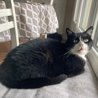 AUGUSTIN, chat à adopter