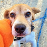 OREO PAA24037, chienne à adopter