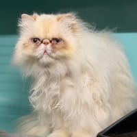 Simply CAB5000, chat à adopter