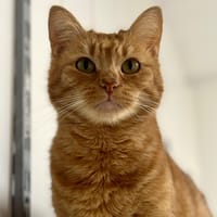 Paupiette, chatte à adopter