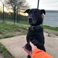 VALOU, chien à adopter