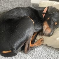 NILO, chien à adopter