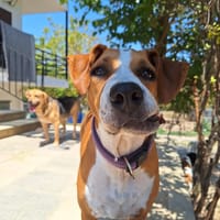 Faith, chienne à adopter