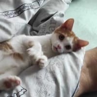 Milka, kotka do adopcji