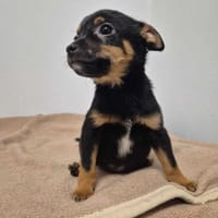 Felek, pies do adopcji