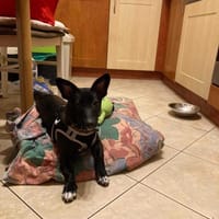 Ptyśka, suczka do adopcji