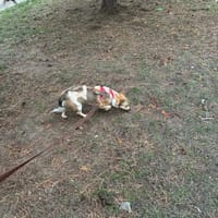 Tola, suczka do adopcji