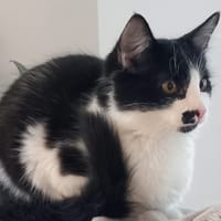 TITUS, chat à adopter