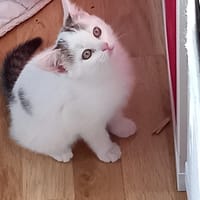 ophelia, chatte à adopter