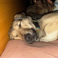 Lola, suczka do adopcji