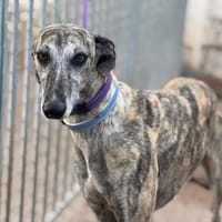 VALLADOLID, chien à adopter