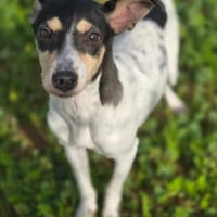 DANIELA, chienne à adopter