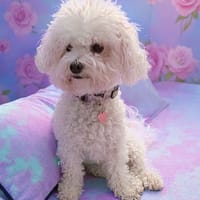 Téquila, la plus belle des bichonnes, chienne à adopter