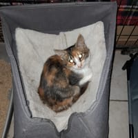 MISSY chatonne tricolore, chatte à adopter