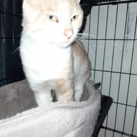 CALIN jeune adulte, chat à adopter